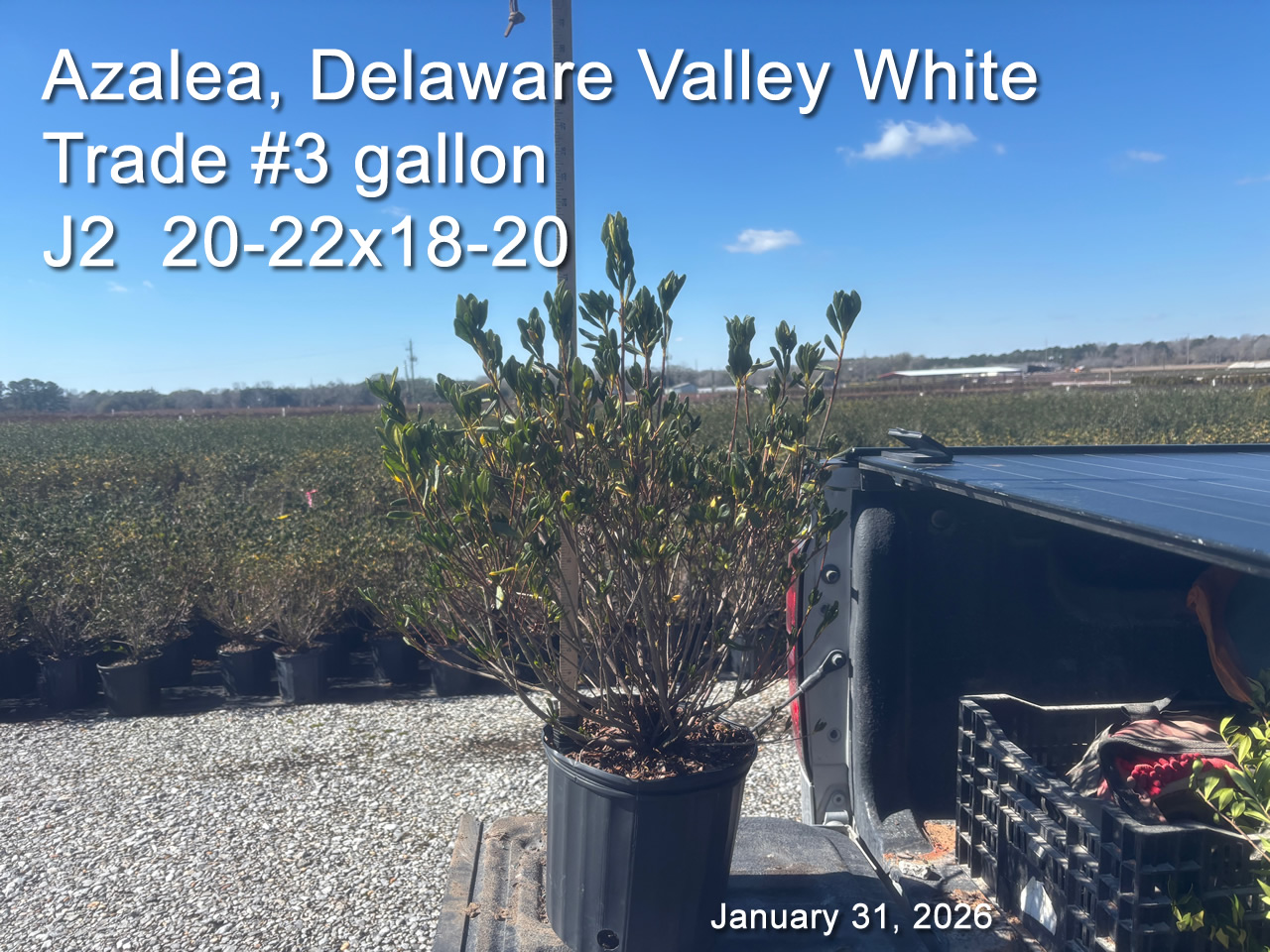 gallery/dvw3t j2 jan31.jpg